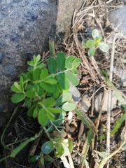 Phyllanthus urinaria