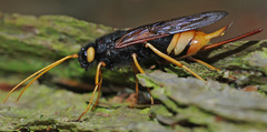 Urocerus gigas