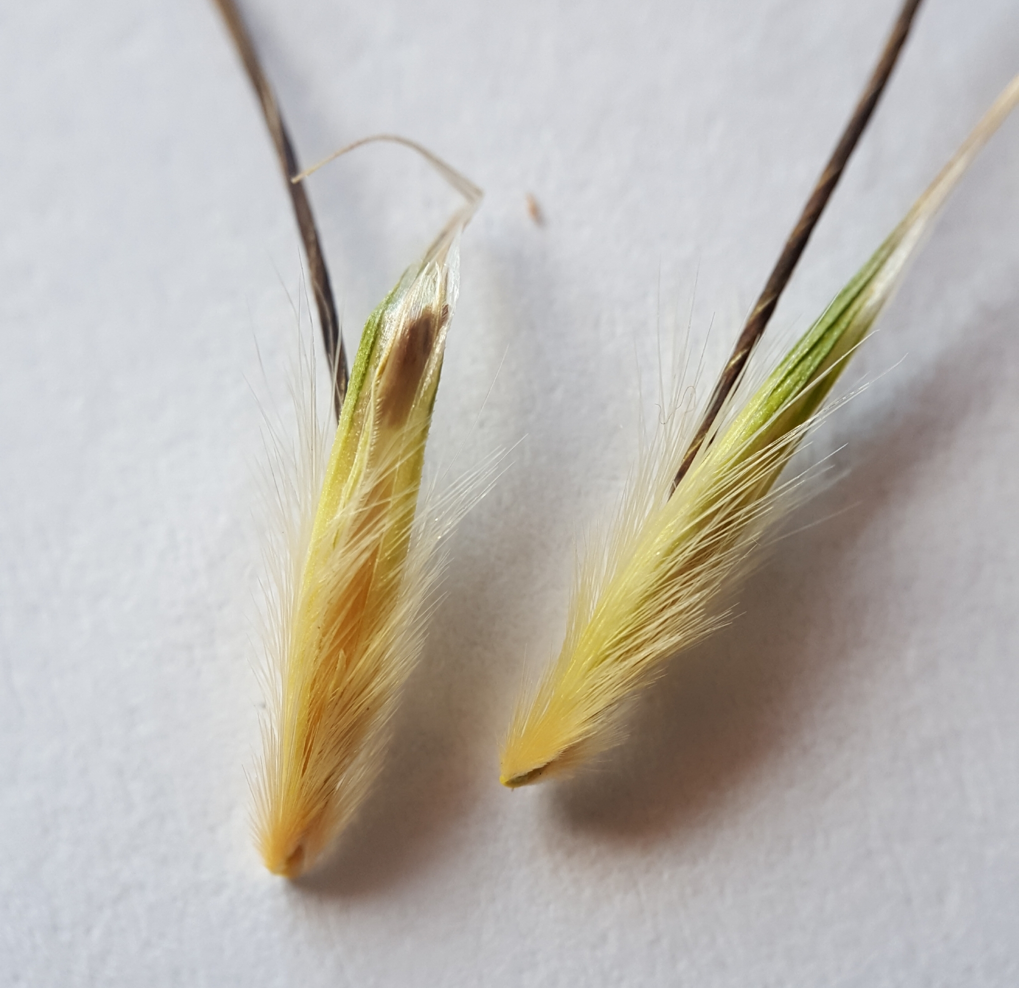 (c) François Rousseu, certains droits réservés (CC BY-NC) https://www.inaturalist.org/observations/124226311
