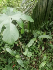Cecropia peltata