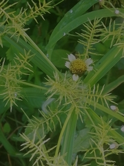 Cyperus odoratus