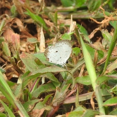 Neopithecops zalmora