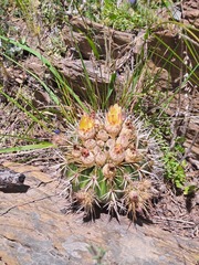 Parodia mammulosa
