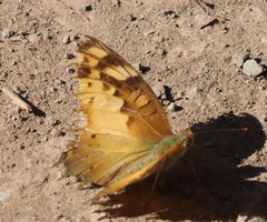 Vagrans sinha