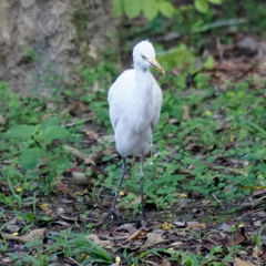 Bubulcus ibis coromandus