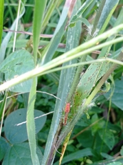 Conocephalus saltator