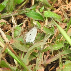 Neopithecops zalmora