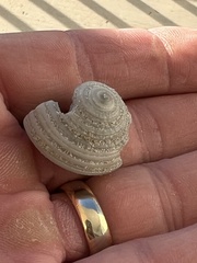 Architectonica nobilis