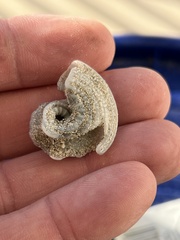 Architectonica nobilis