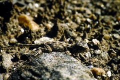 Agama aculeata aculeata