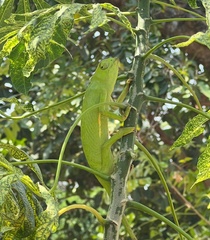 Chamaeleonidae