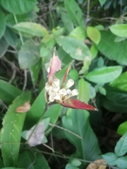 Heliconia psittacorum
