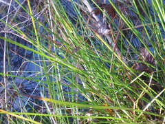 Juncus effusus