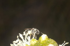 Chilalictus