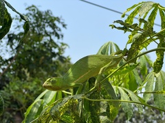 Chamaeleonidae