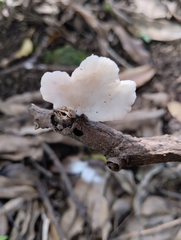 Pleurotus pulmonarius