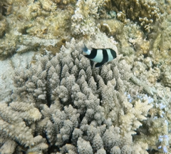Acropora tenuis