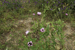 Papaver somniferum setigerum