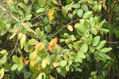 Ziziphus