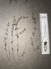 Galium labradoricum
