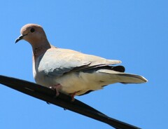 Streptopelia senegalensis senegalensis