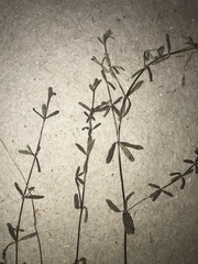 Galium labradoricum