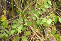 Ziziphus oenopolia