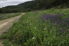 Papaver somniferum setigerum