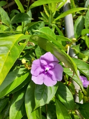 Brunfelsia pauciflora