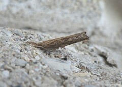 Neodactria luteolellus