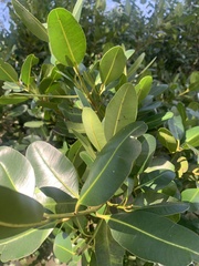 Calophyllum