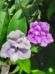 Brunfelsia pauciflora