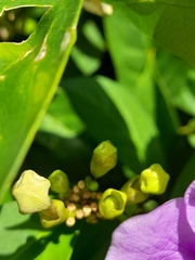 Brunfelsia pauciflora