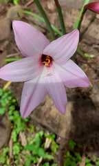 Zephyranthes robusta