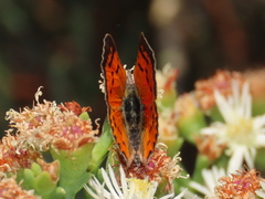 Chrysoritis chrysaor