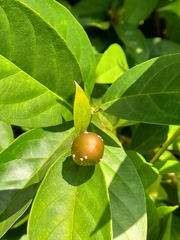 Brunfelsia pauciflora