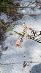 Polygonella robusta