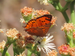 Chrysoritis chrysaor