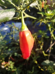 Capsicum