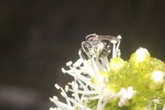 Chilalictus