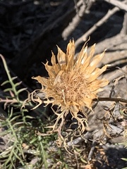 Plectocephalus chilensis