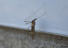 Erioptera caliptera