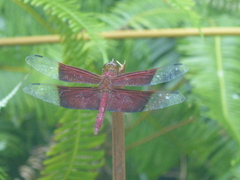 Camacinia gigantea