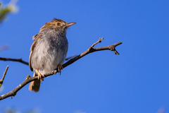 Cisticola fulvicapilla