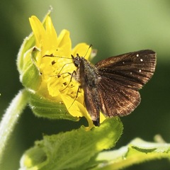 Piruna brunnea