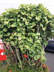 Polyscias balfouriana