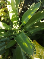 Kalanchoe laetivirens