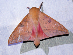 Adeloneivaia subangulata