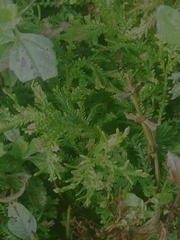 Selaginella uncinata