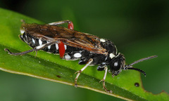 Macrophya punctumalbum